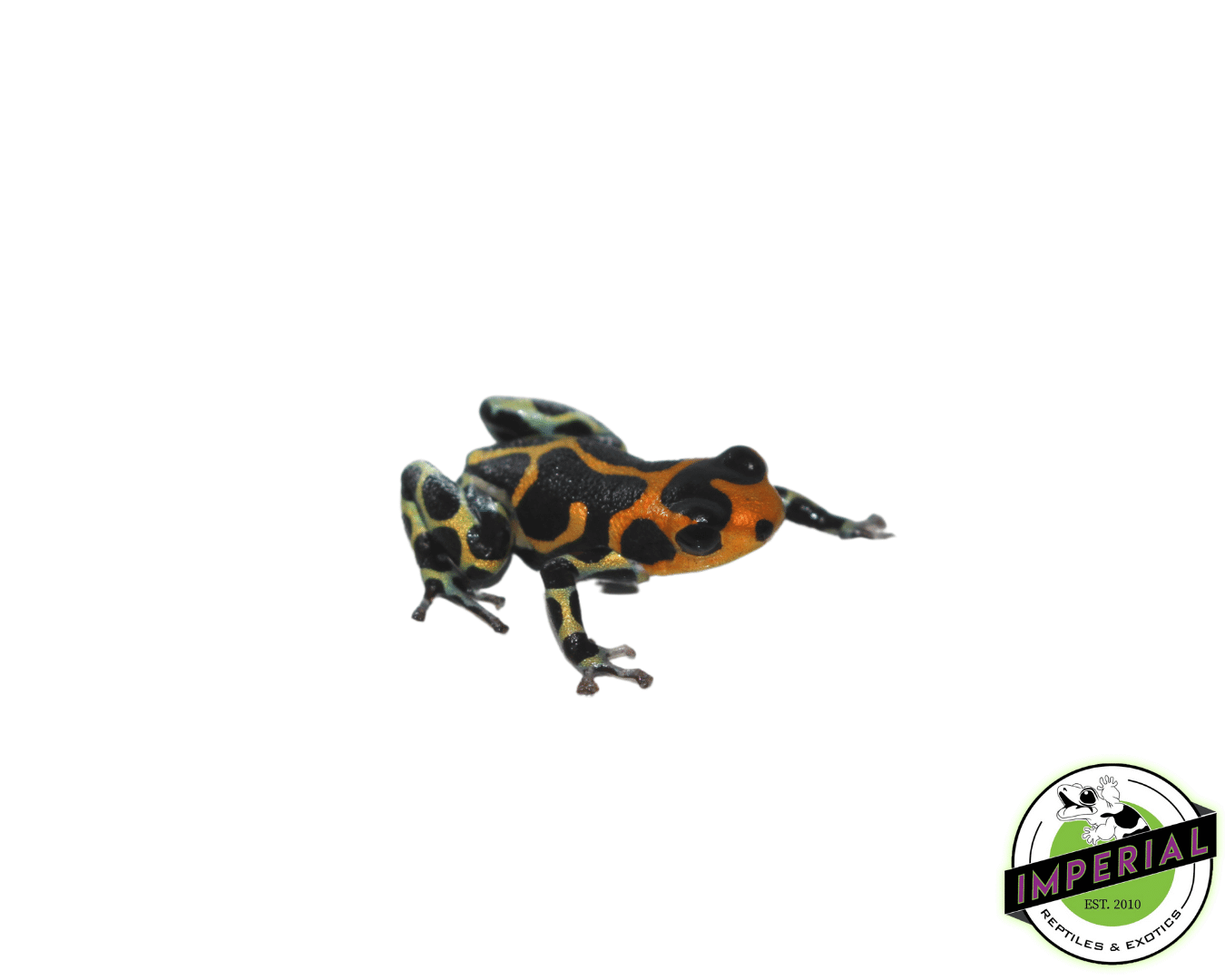 Intermedius Dart Frog Adult