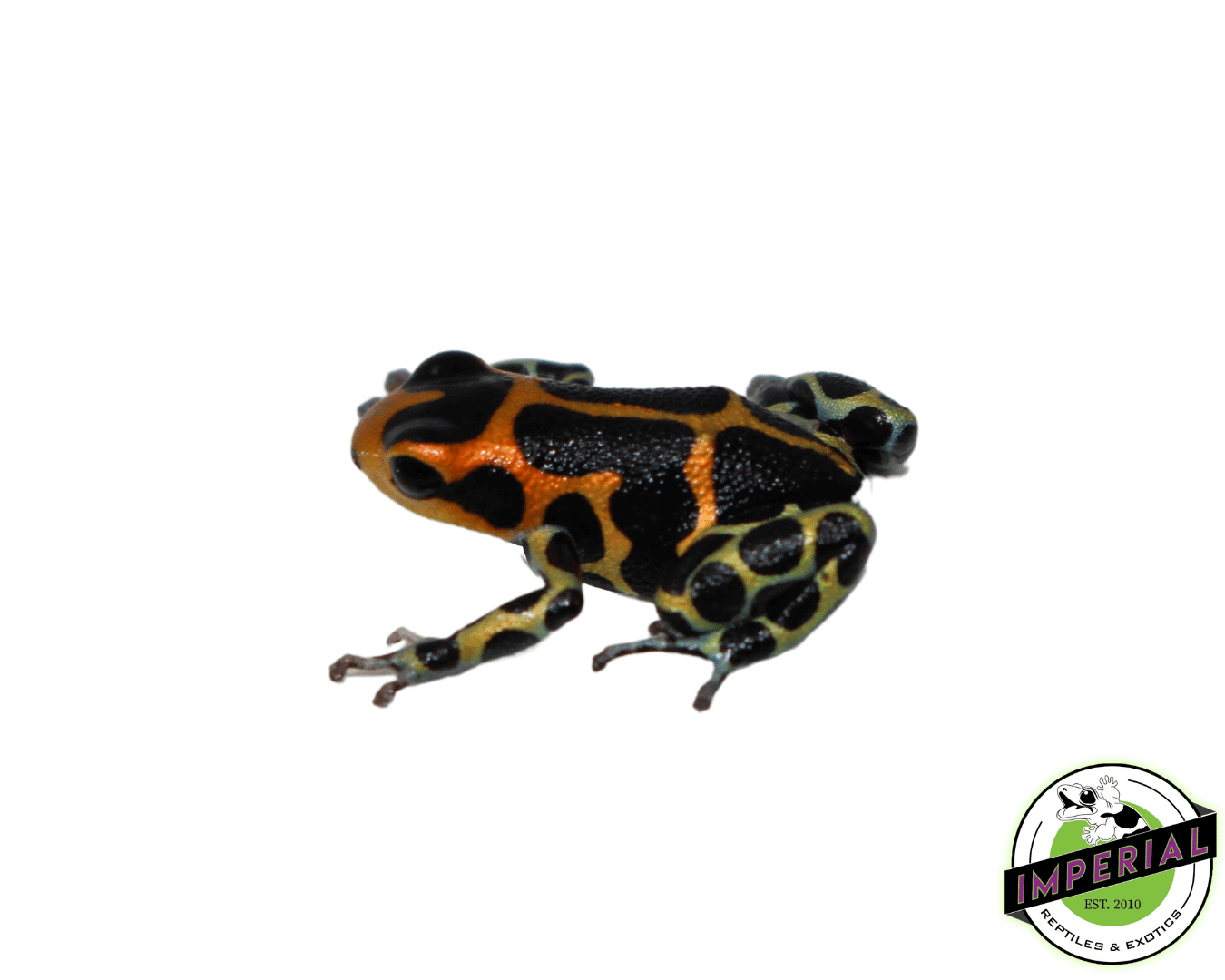 Intermedius Dart Frog Adult — image 2