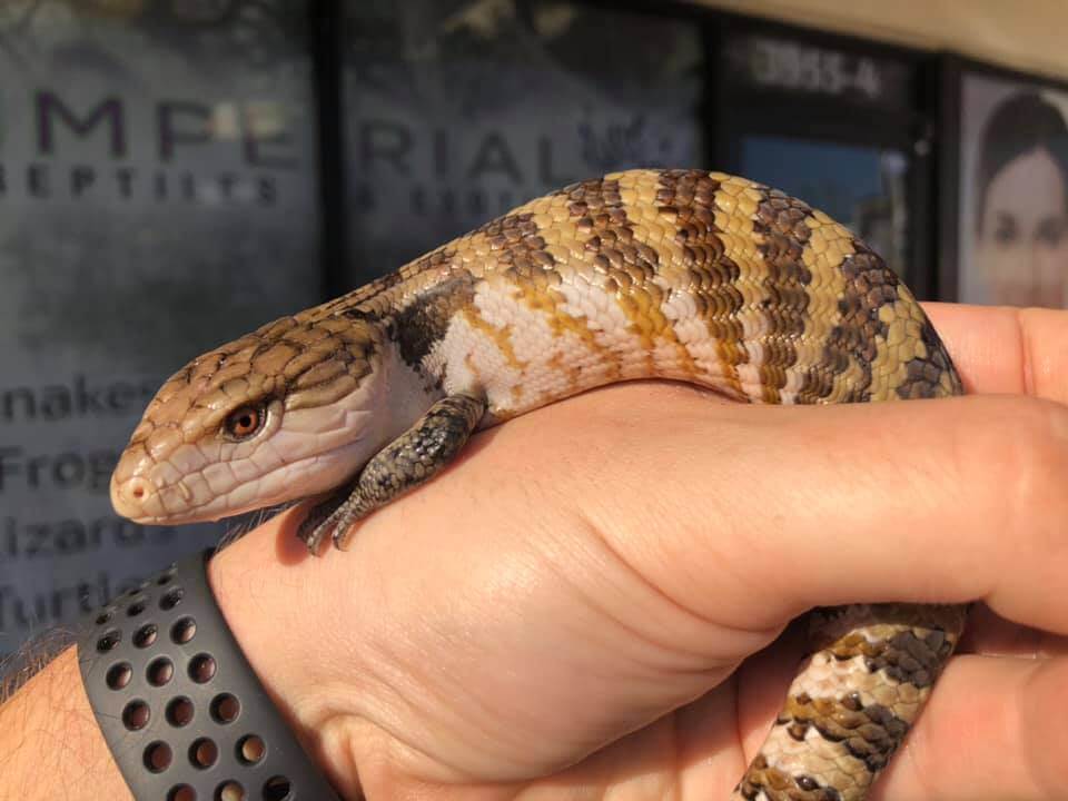 Irian Jaya Blue Tongue Skink Baby — image 2