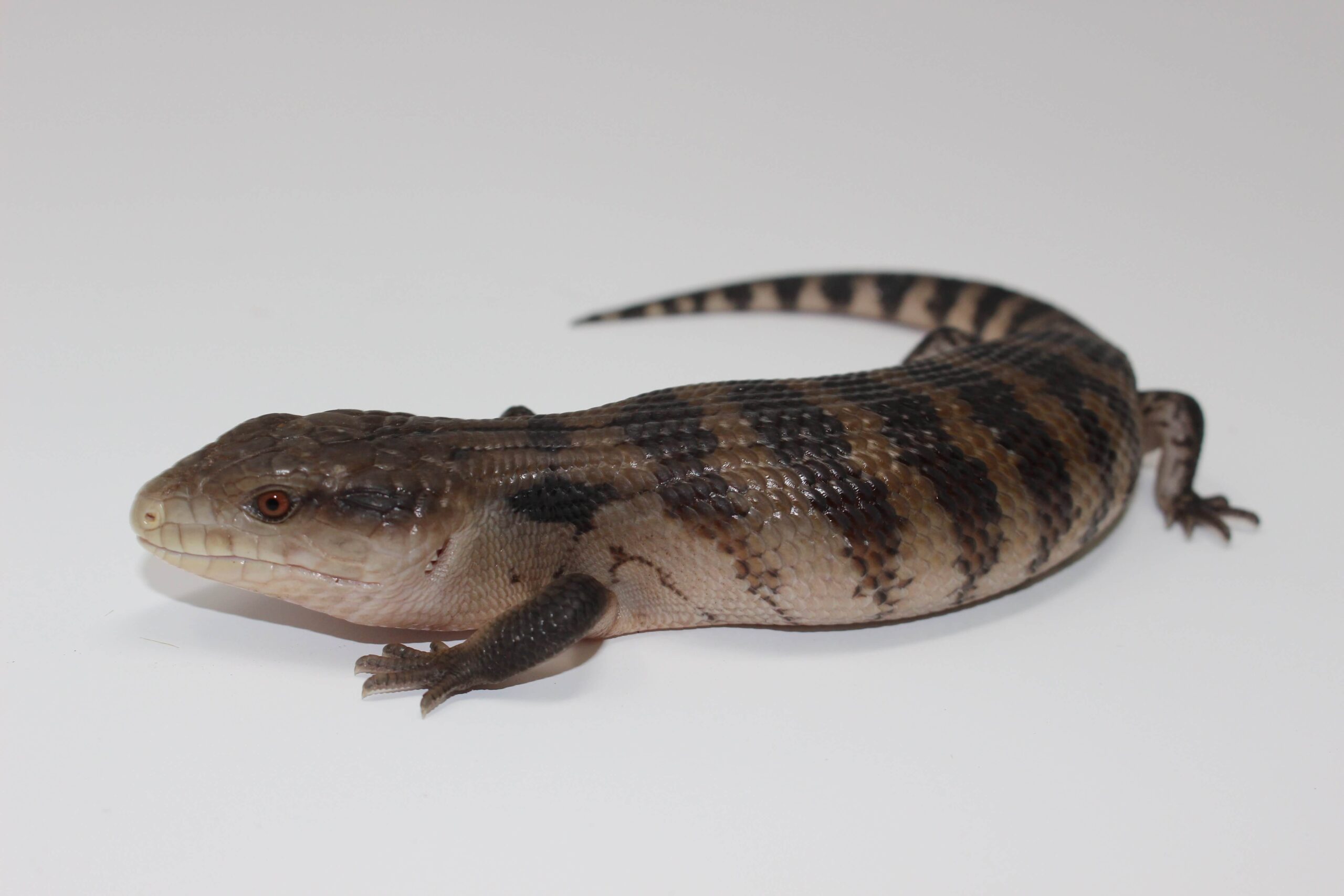 Irian Jaya Blue Tongue Skink Baby — image 3