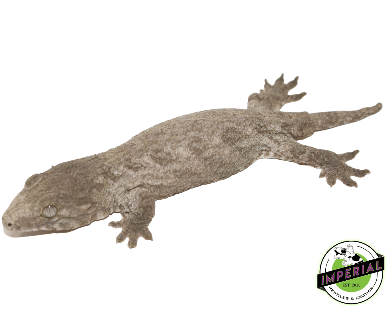 Island X Leachianus Gecko