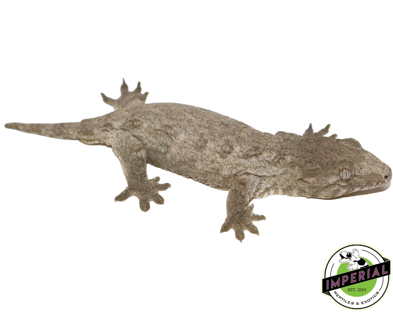 Island X Leachianus Gecko — image 2