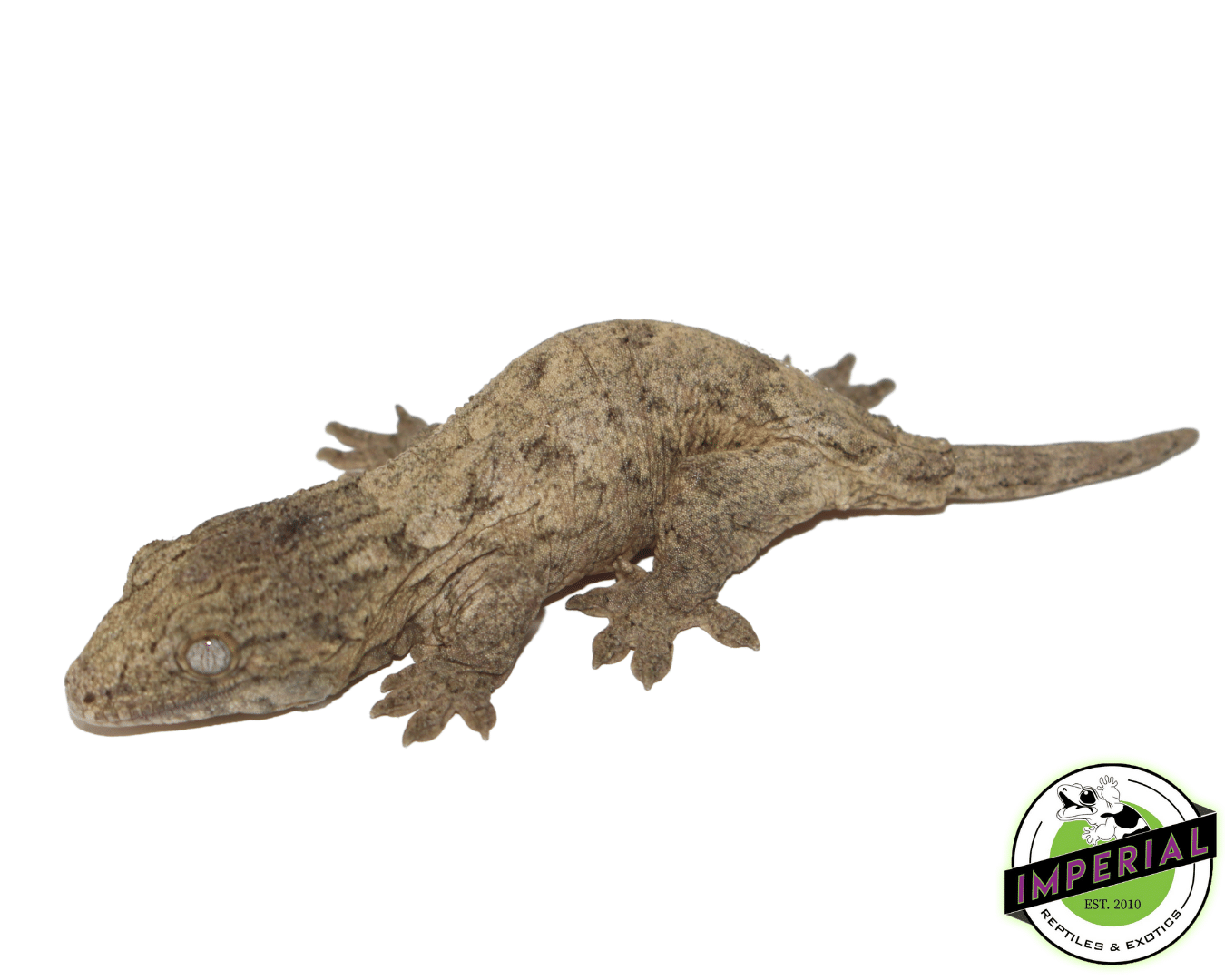 Isle of Pine Leachianus Gecko Adult Female — image 2
