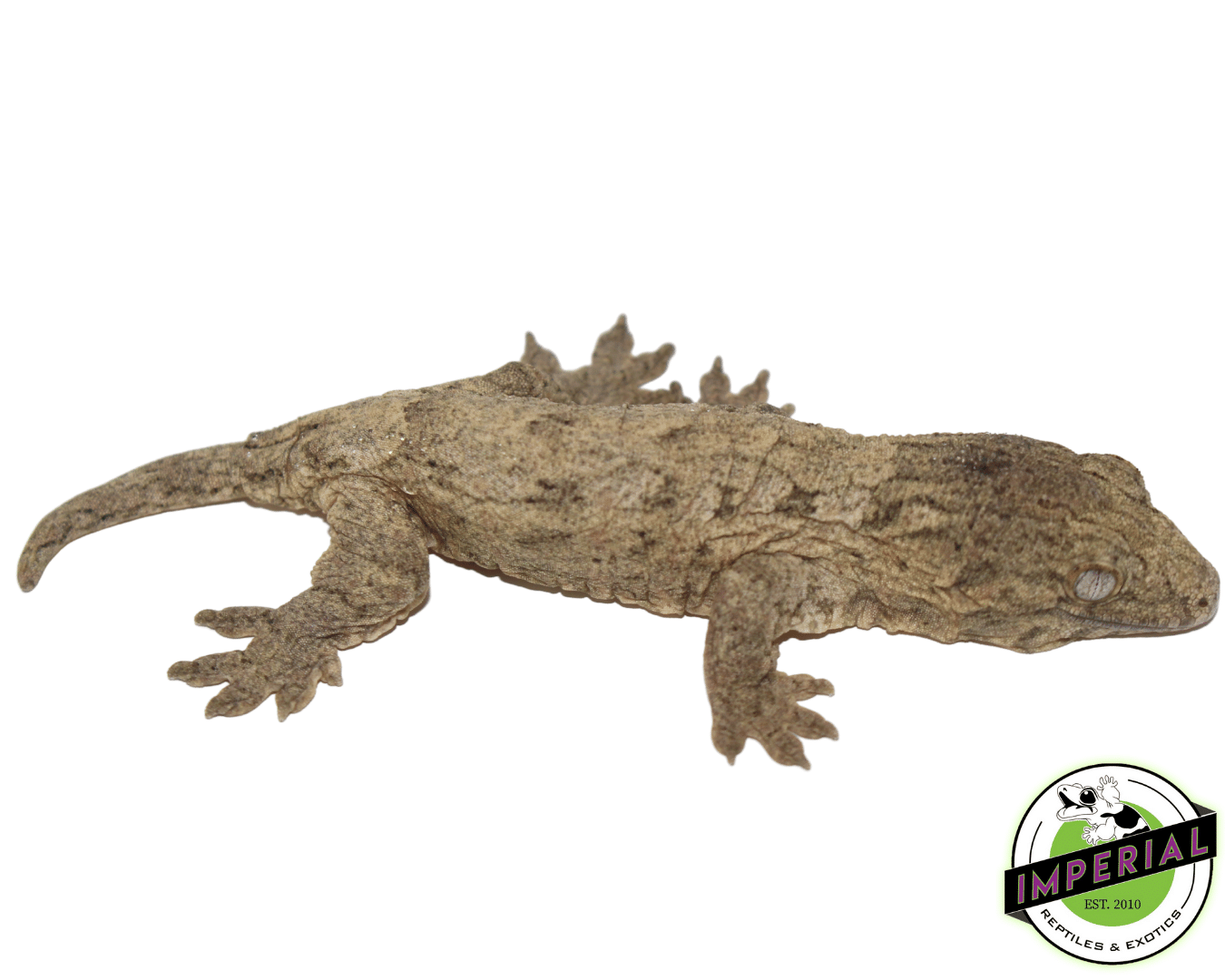 Isle of Pine Leachianus Gecko Adult Female