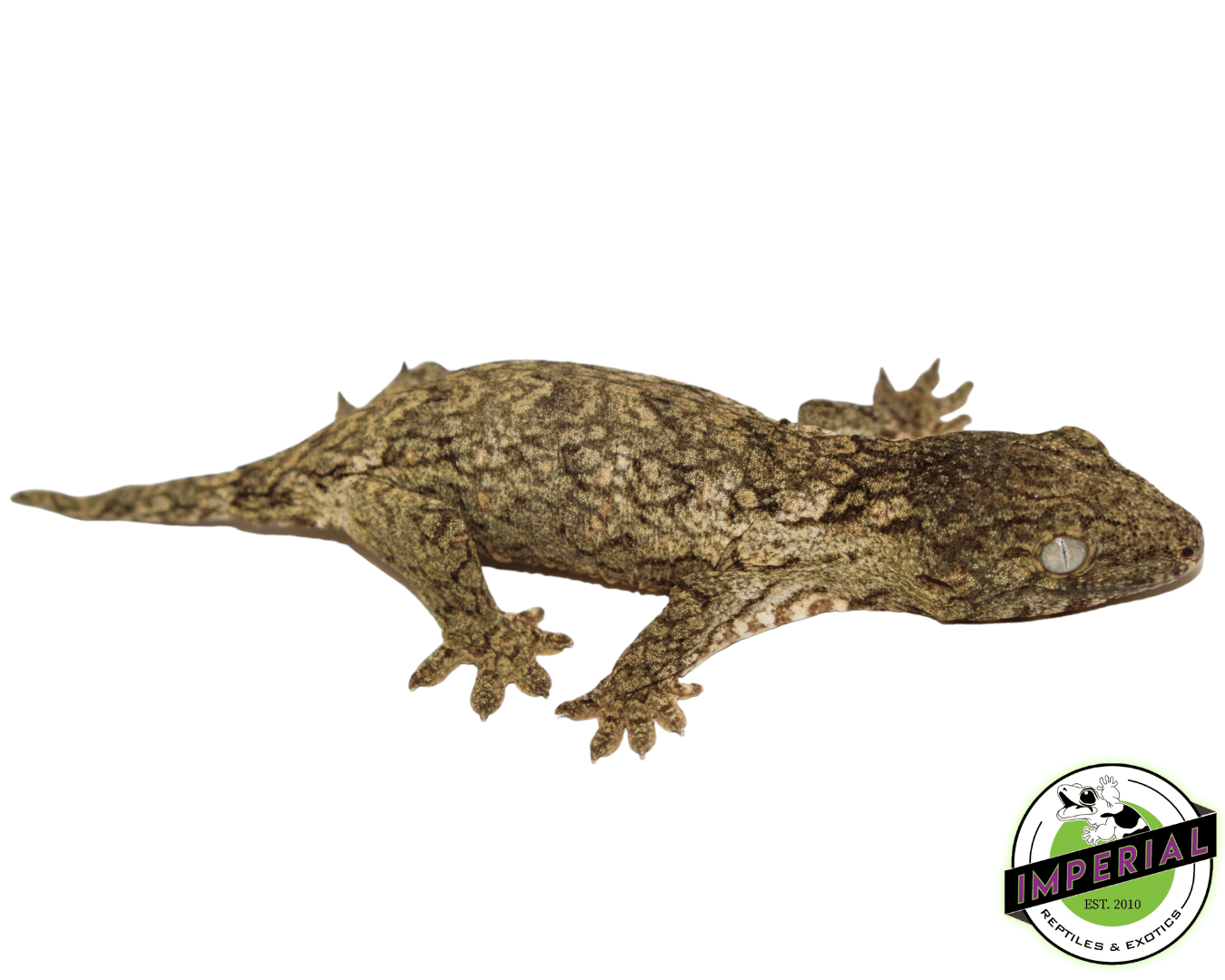"Isle of Pine" Leachianus Gecko Baby (#92523-01)