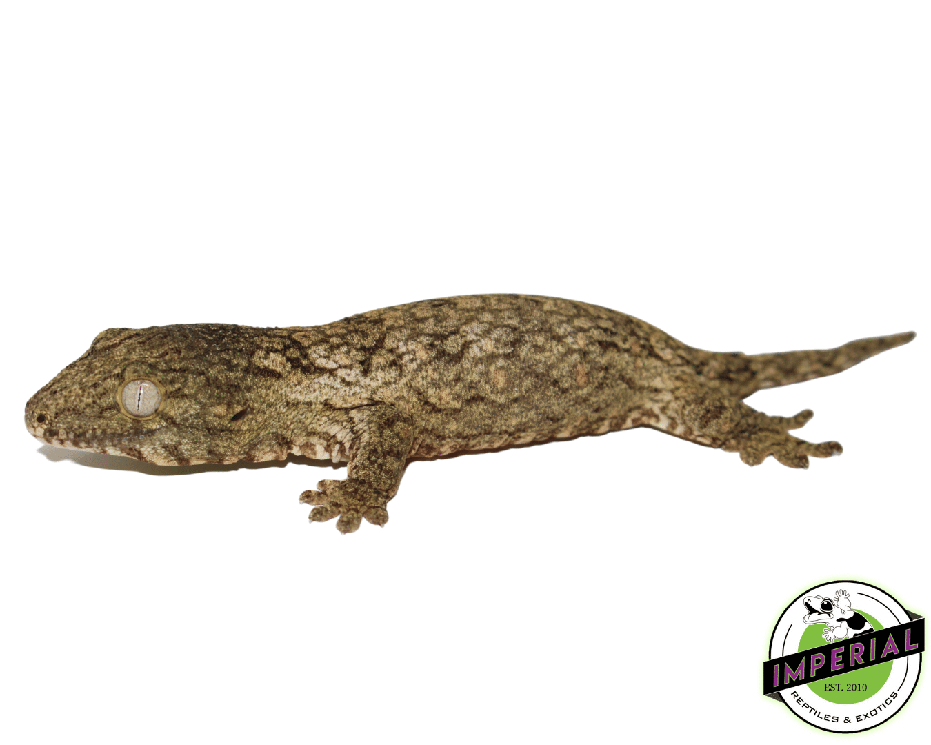 "Isle of Pine" Leachianus Gecko Baby (#92523-01) — image 2