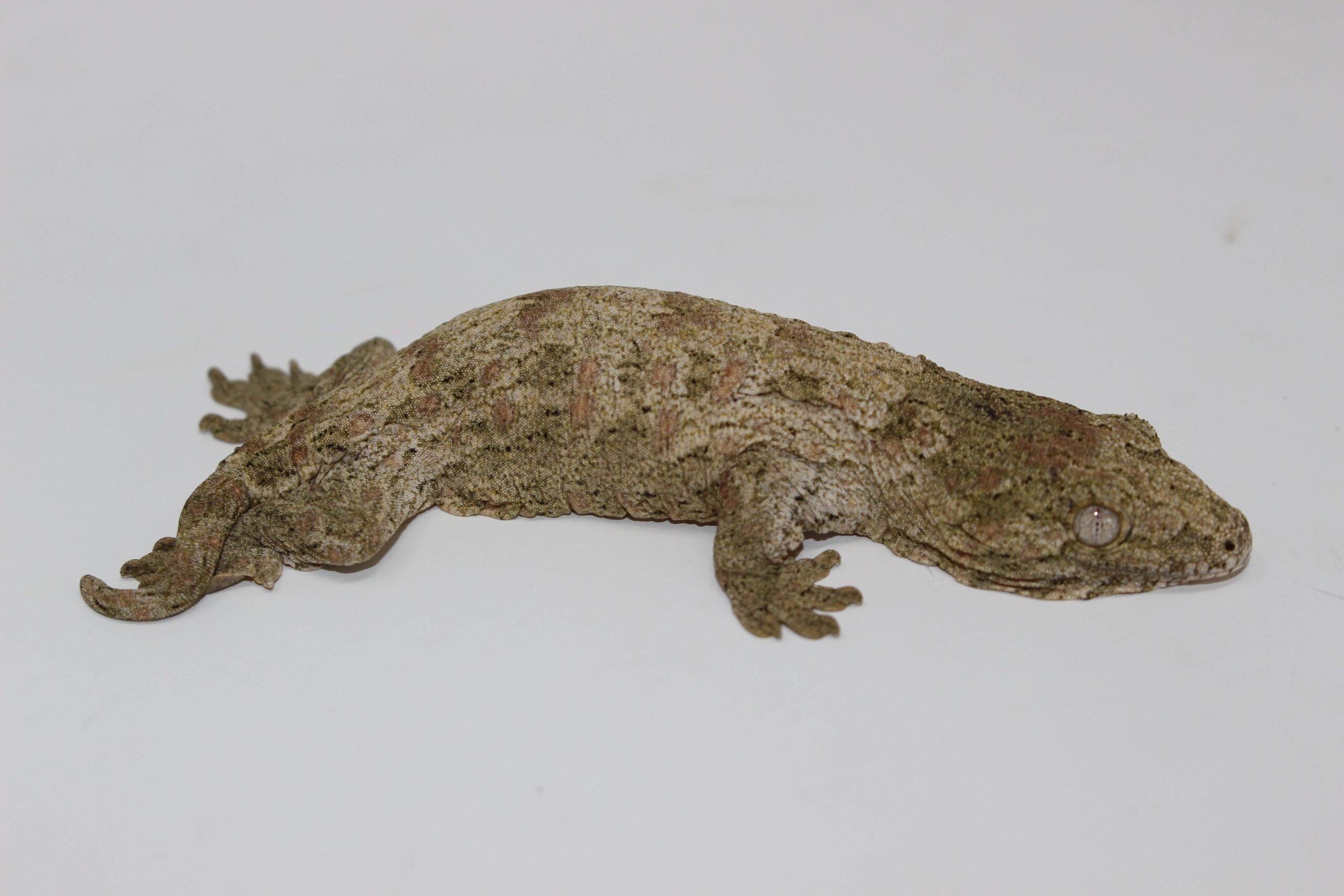 “Isle of Pine” Leachianus Gecko Baby — image 2