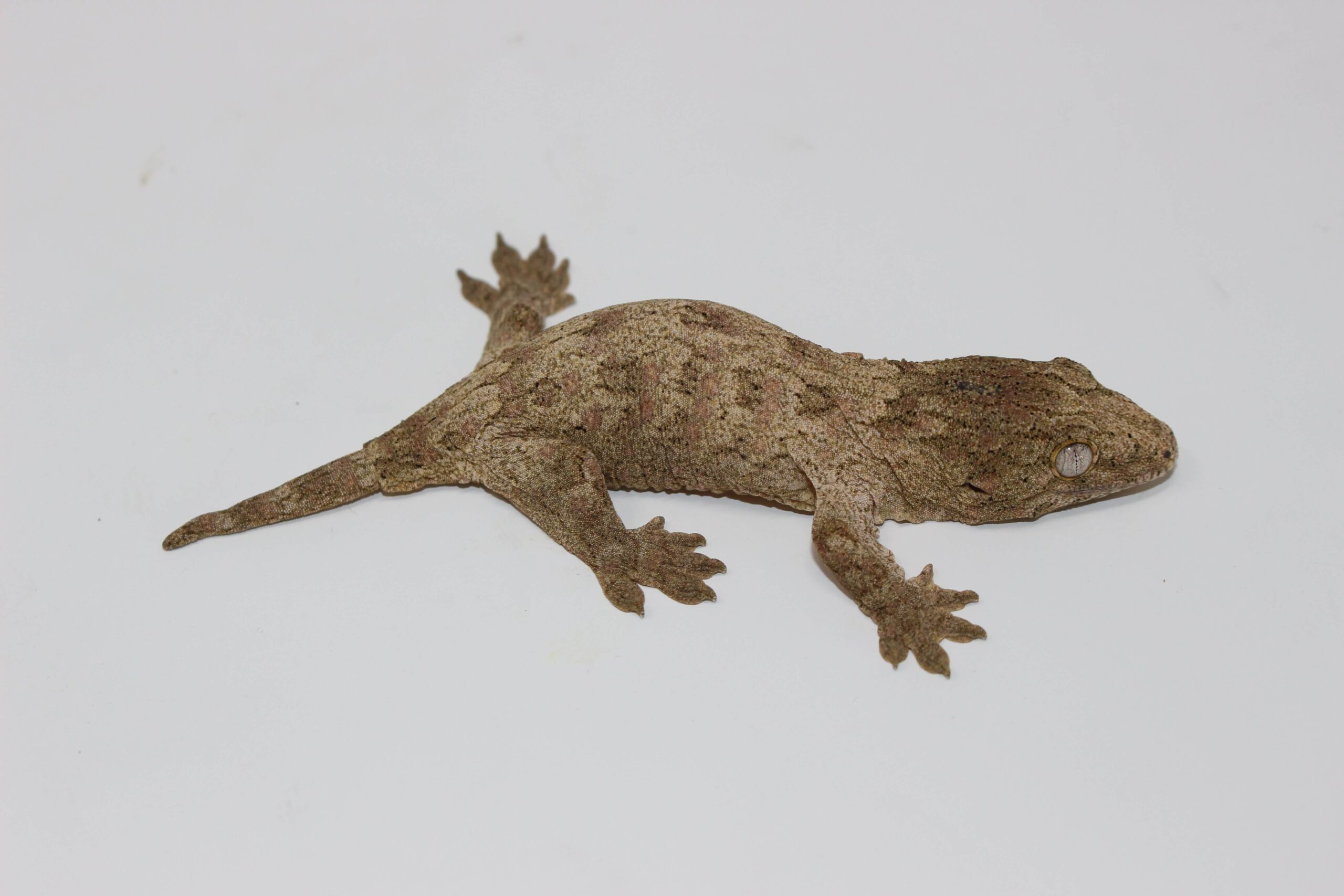 “Isle of Pine” Leachianus Gecko Baby — image 3