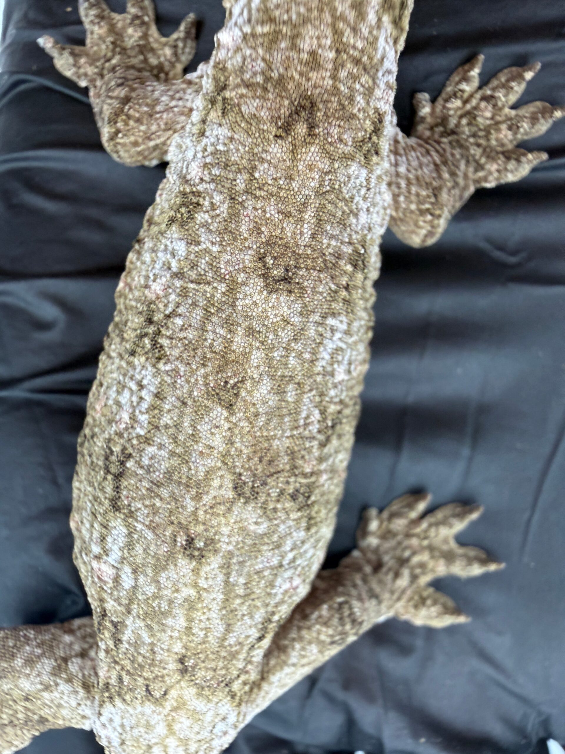 Isle of Pine Leachianus Gecko Male #111825-07 — image 2