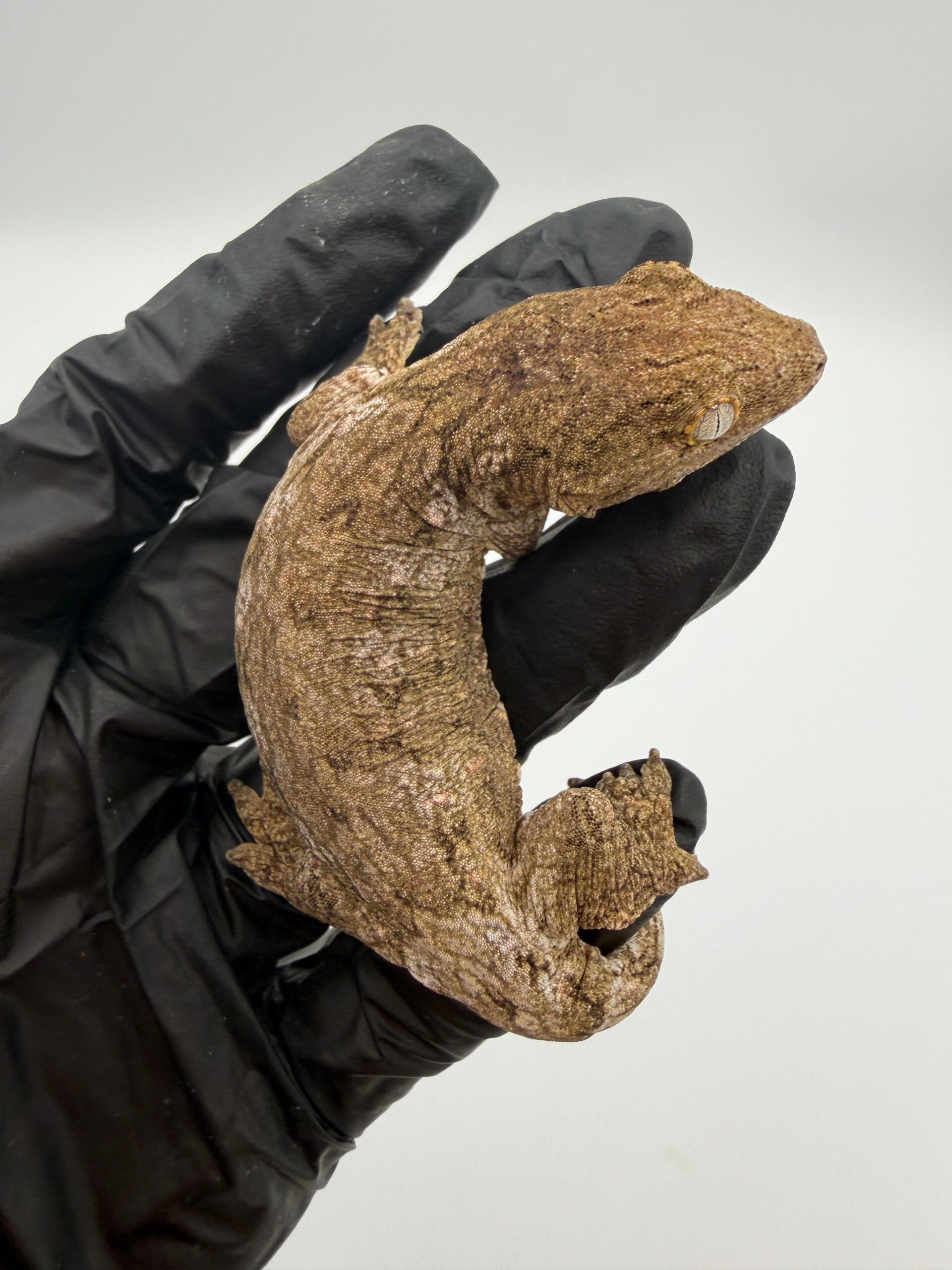 Isle of Pine Leachianus Gecko Male #111825-07 — image 3
