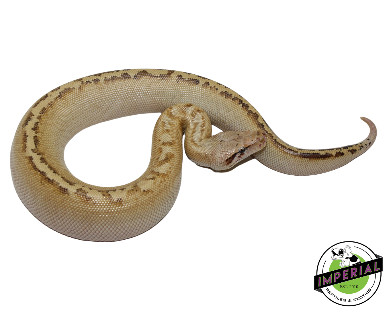 Ivory Blood Python Female #112324-02 — image 2
