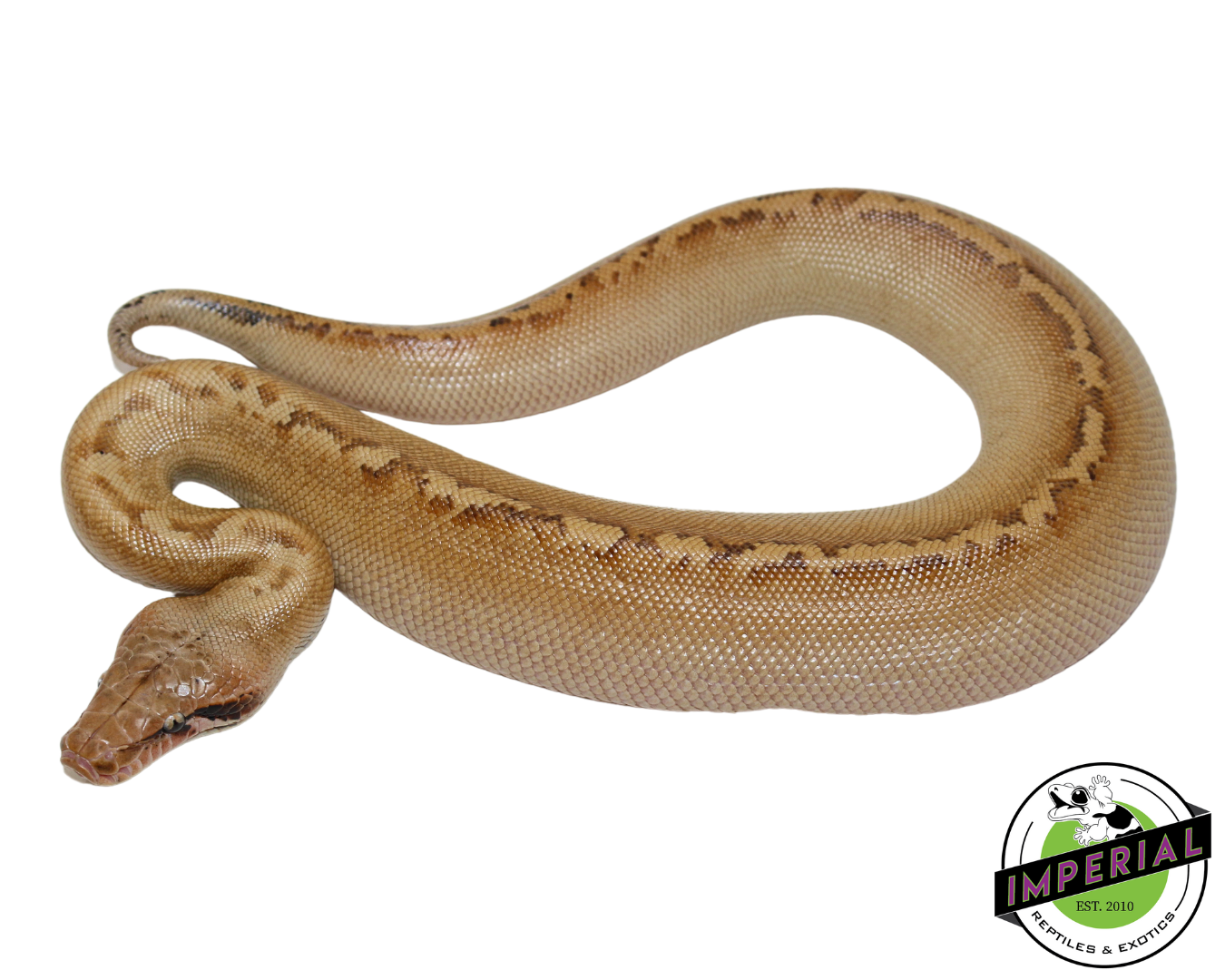 Ivory Blood Python Male #112324-01