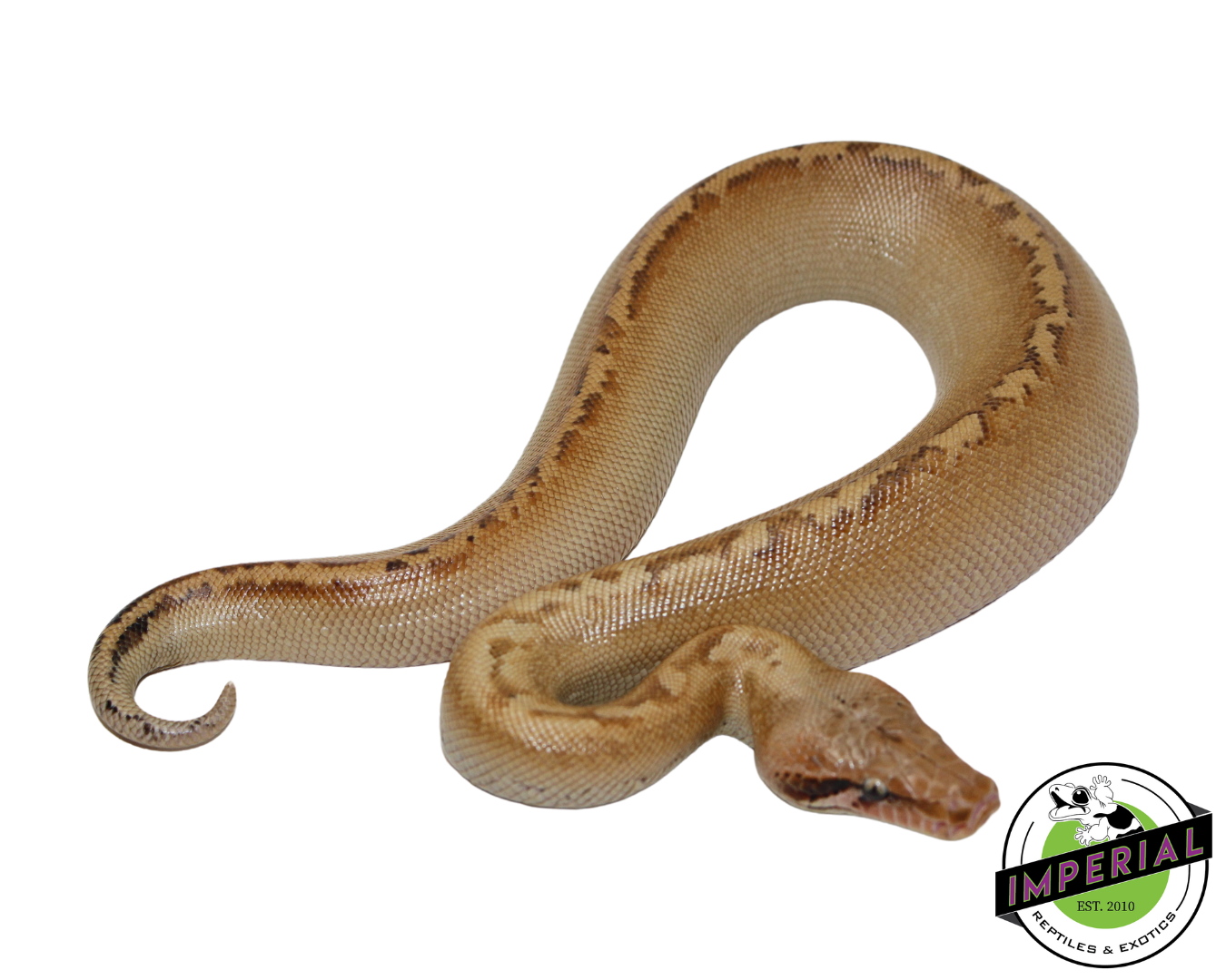 Ivory Blood Python Male #112324-01 — image 2