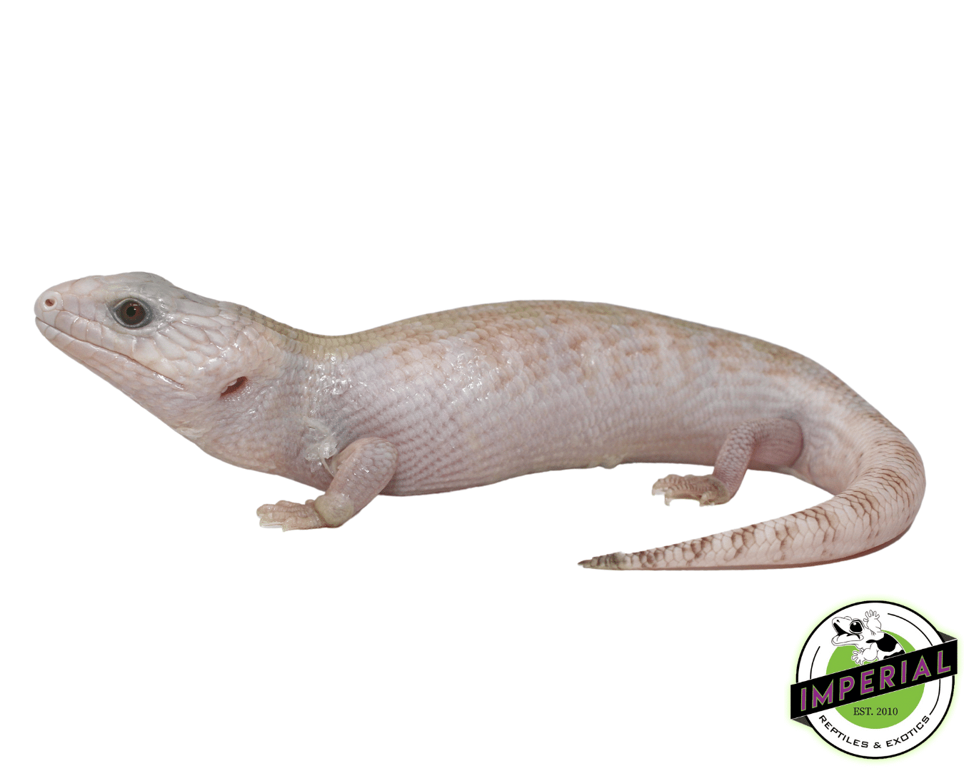 Ivory Northern Blue Tongue Skink Baby — image 2