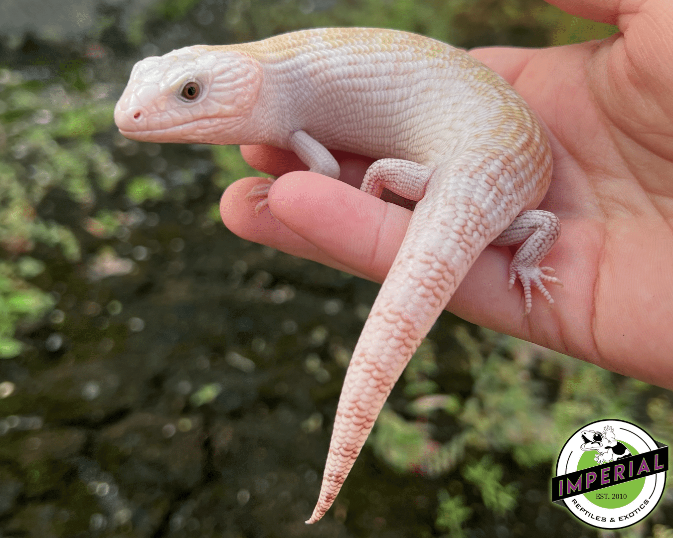 Ivory Northern Blue Tongue Skink Baby — image 3