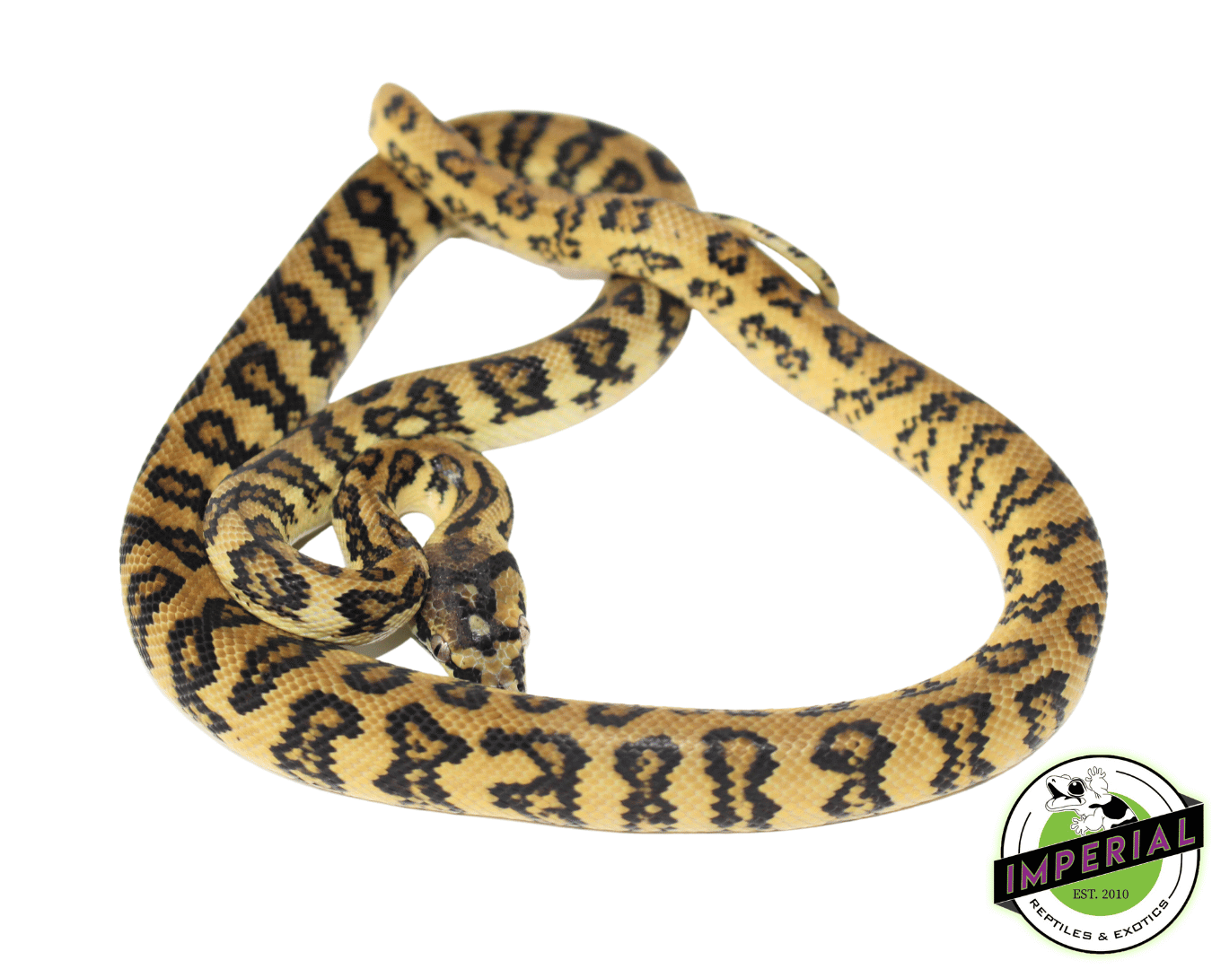 Jaguar het. Albino Carpet Python Female (82323-01) — image 3