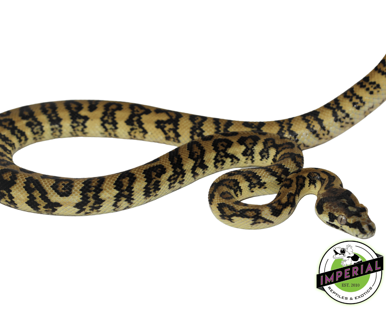 Jaguar het. Albino Carpet Python Female (82323-01) — image 2