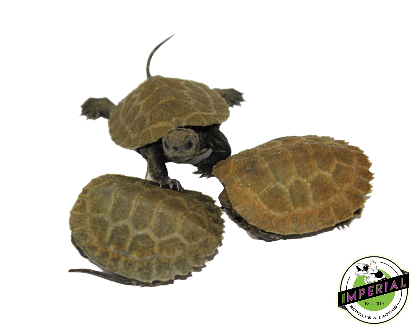 Japanese Pond Turtle Baby — image 2