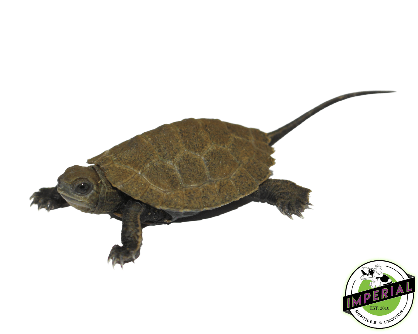 Japanese Pond Turtle Baby
