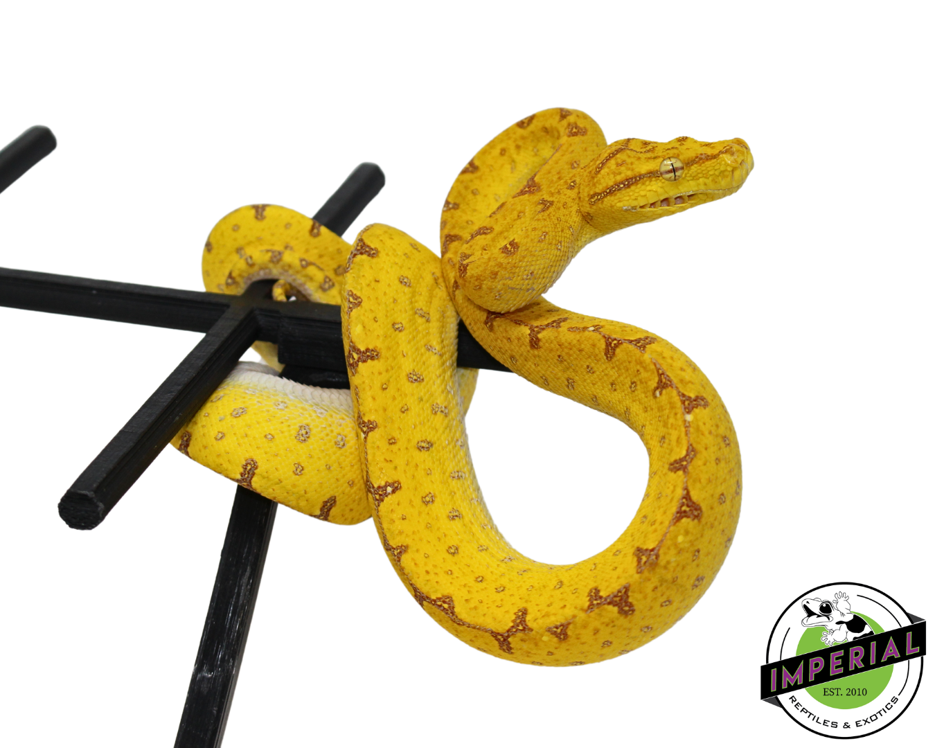 Jayapura Green Tree Python (#33024-04)