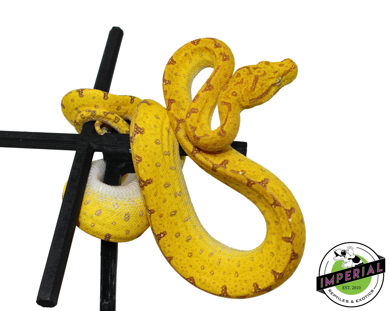 Jayapura Green Tree Python (#33024-04) — image 2