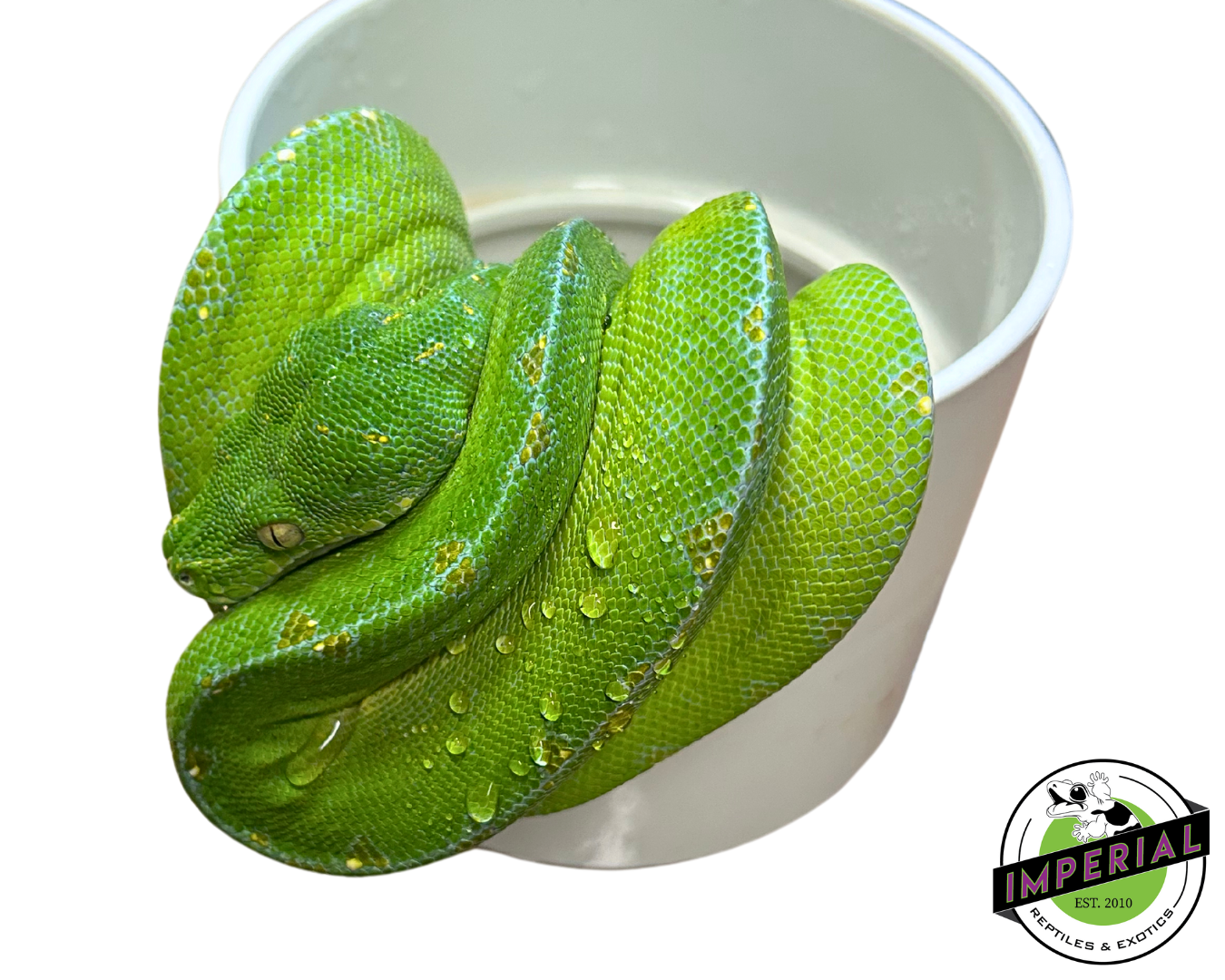 Jayapura Green Tree Python Adult Female (#33024-03) — image 2