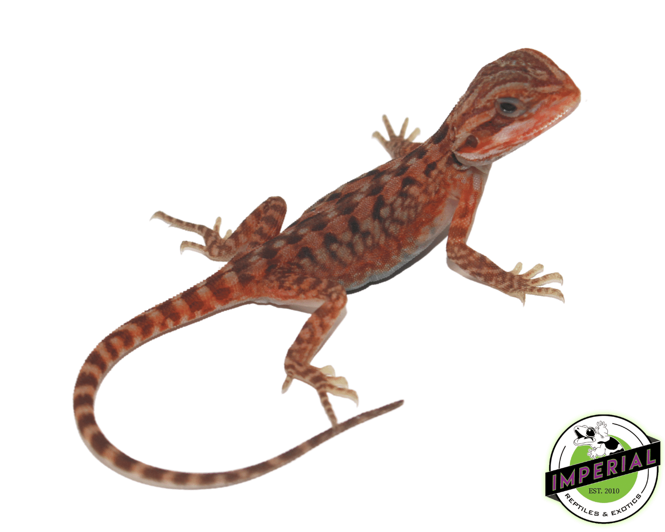 Joker Hypo Translucent Bearded Dragon