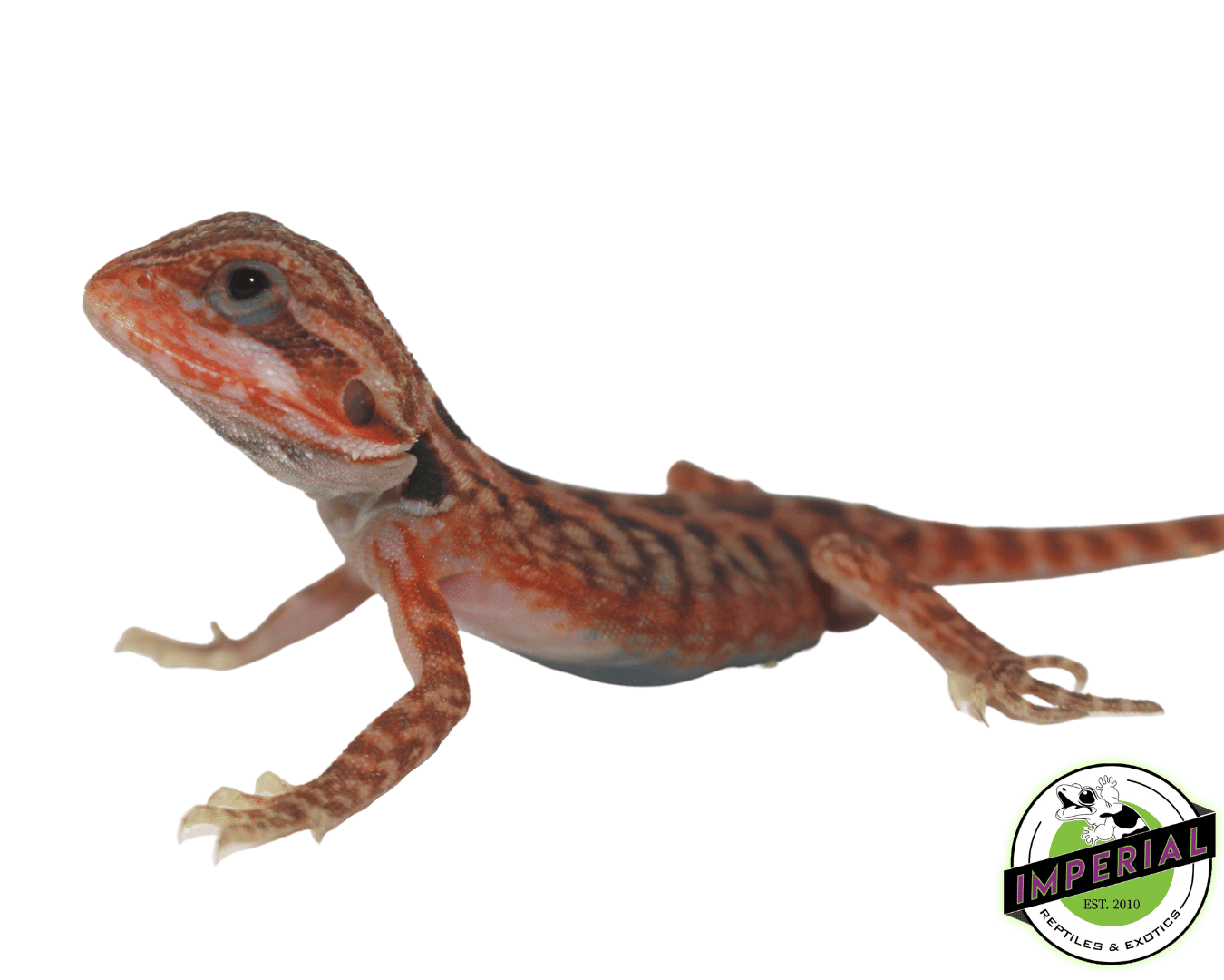Joker Hypo Translucent Bearded Dragon — image 2