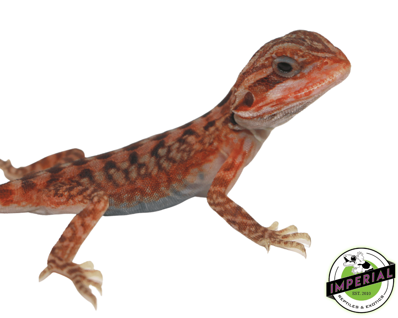 Joker Hypo Translucent Bearded Dragon — image 3