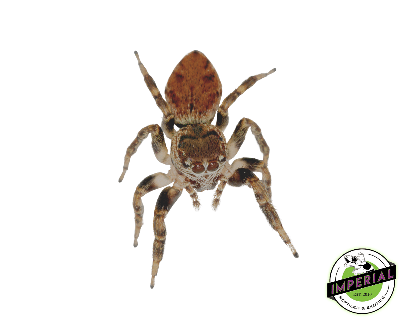 Jumping Spider