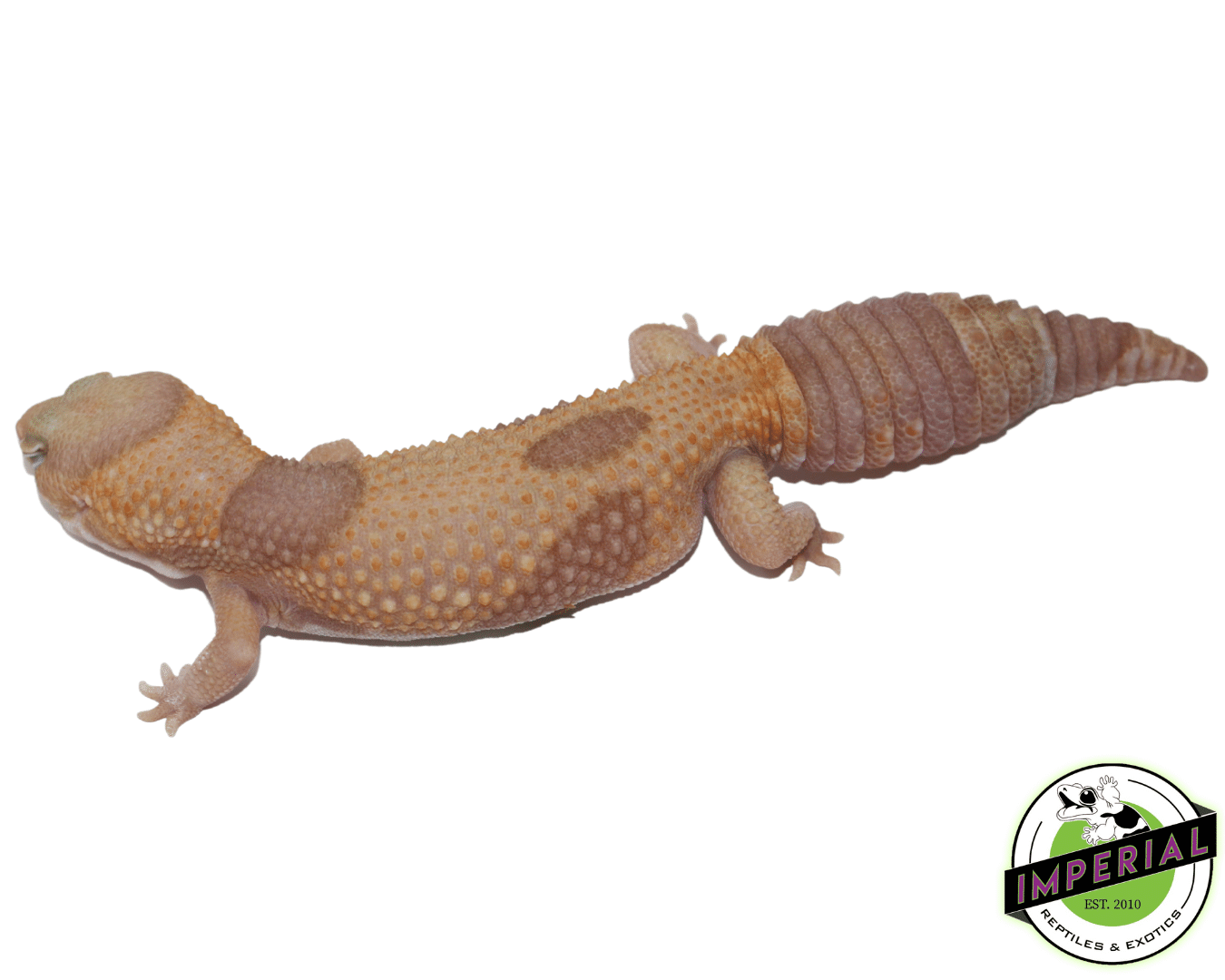 Jungle "Aberrant" Tangerine Amel (Albino) African Fat Tail Gecko Adult — image 2