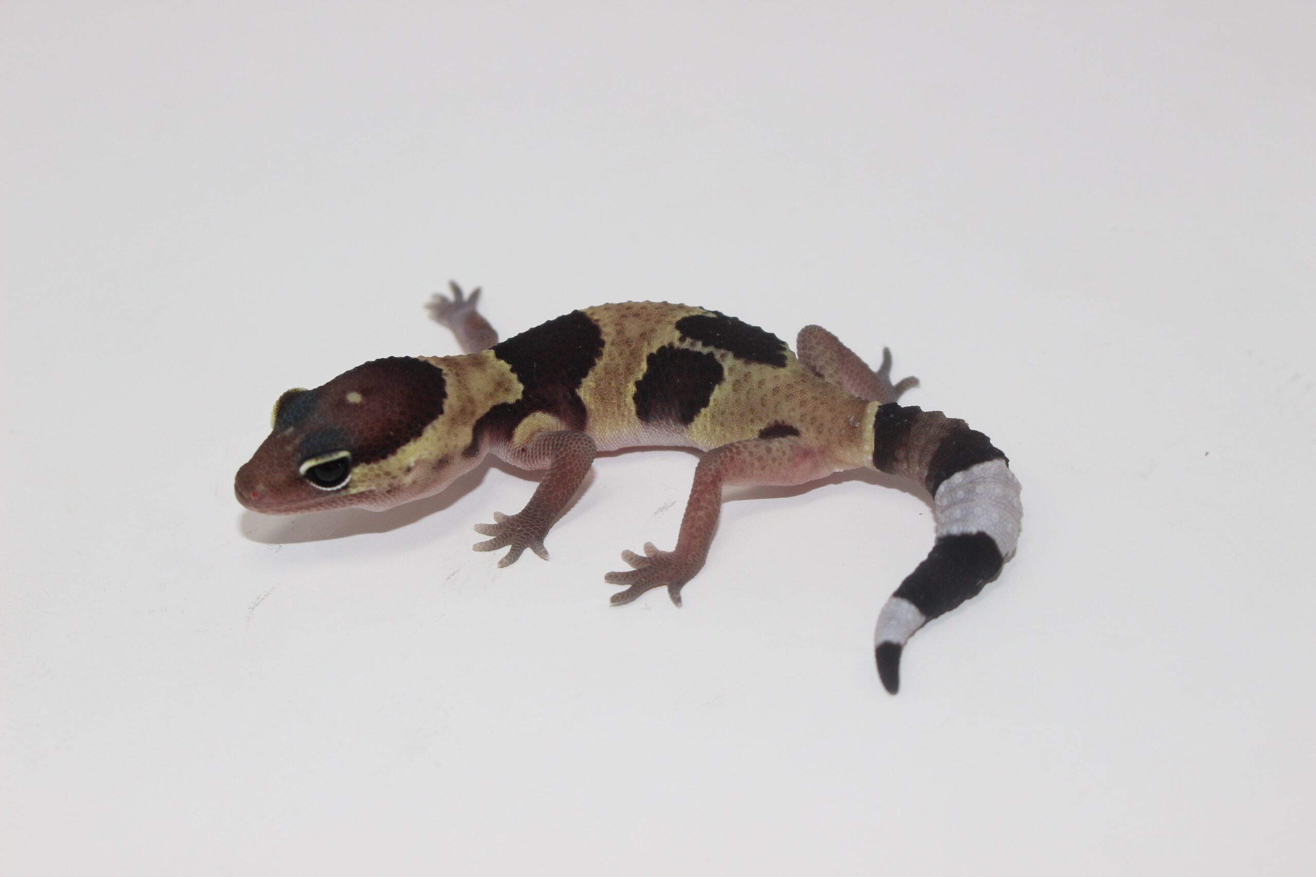 Jungle African Fat Tail Gecko Baby — image 2