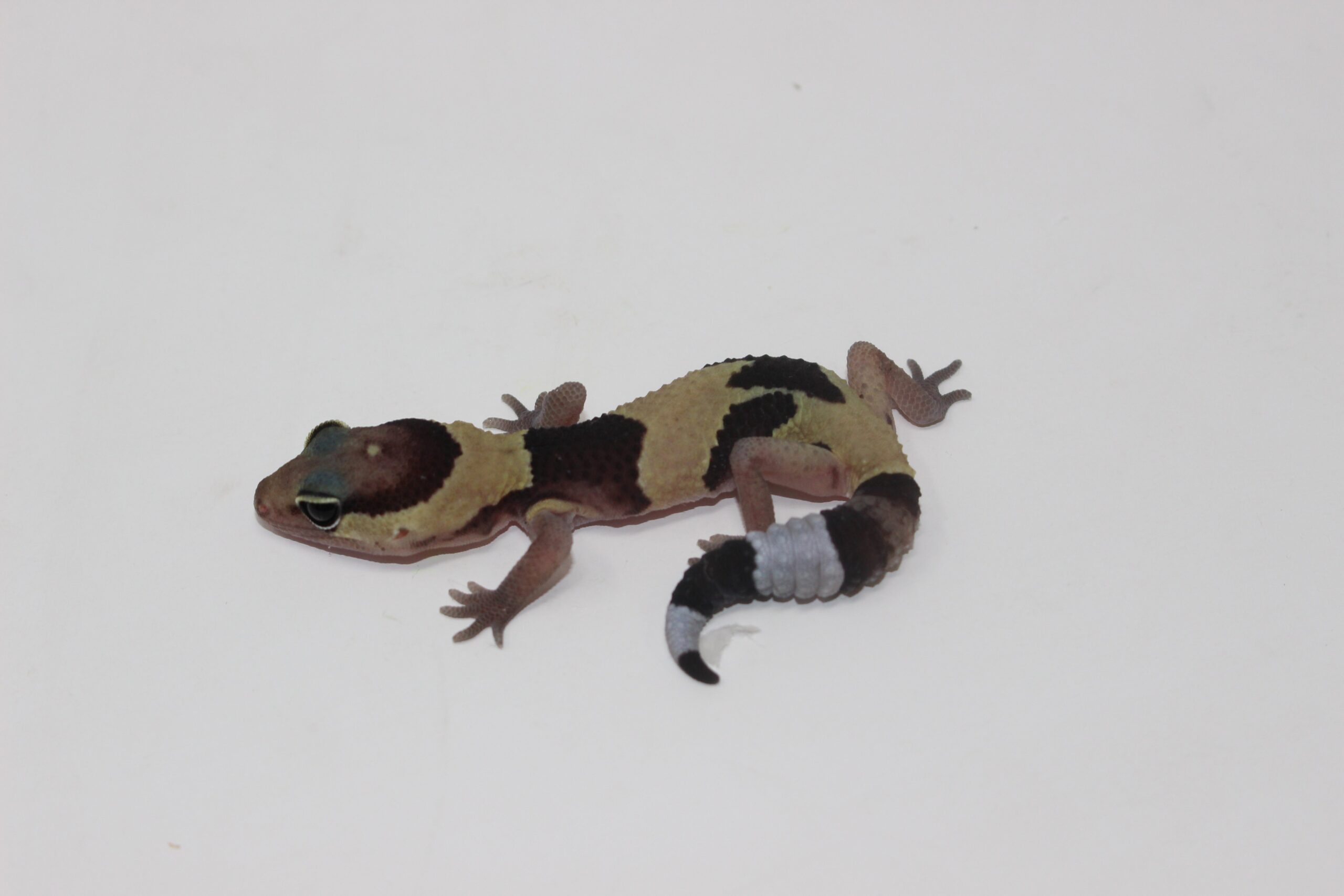 Jungle African Fat Tail Gecko Baby — image 3