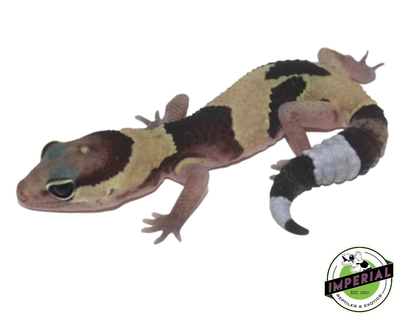 Jungle African Fat Tail Gecko Baby