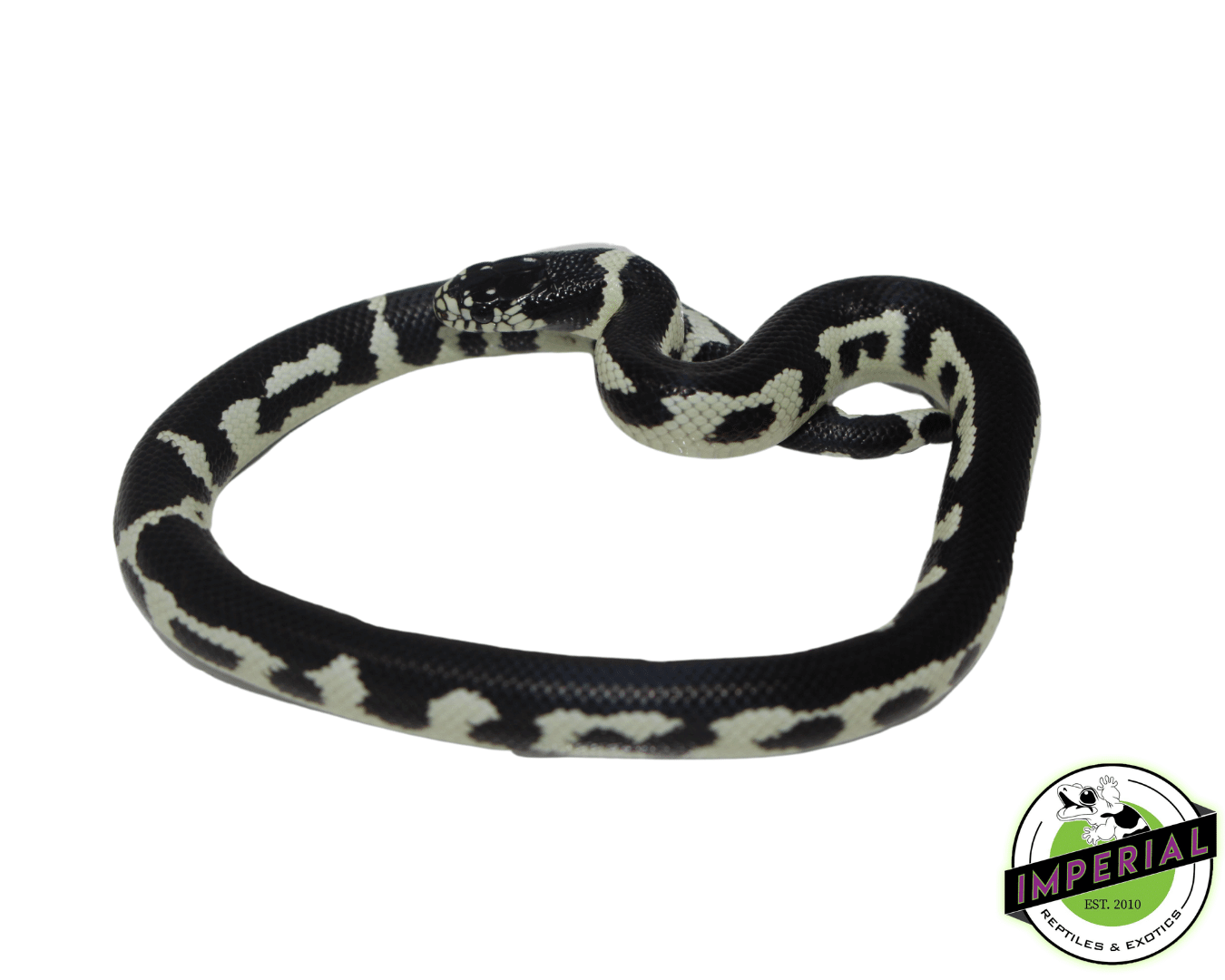 Jungle California Kingsnake Baby