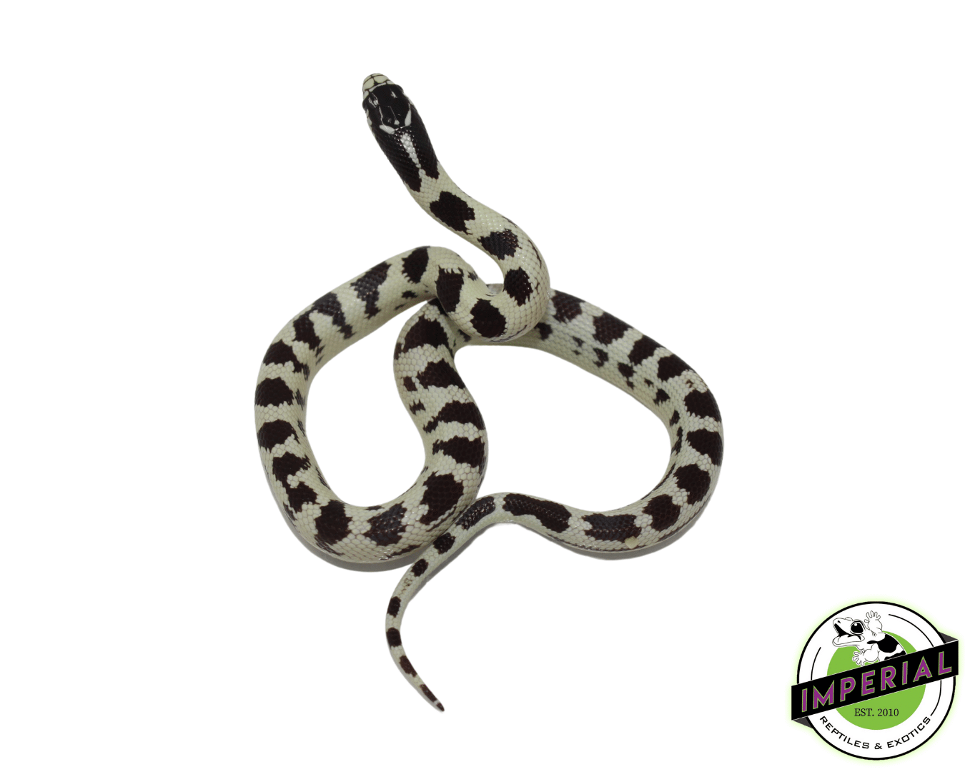 Jungle California Kingsnake Baby — image 2