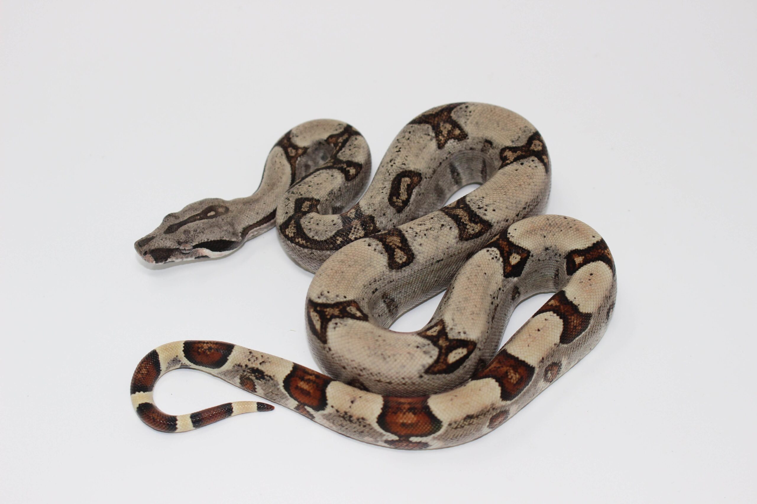 Jungle Colombian Boa Baby — image 2