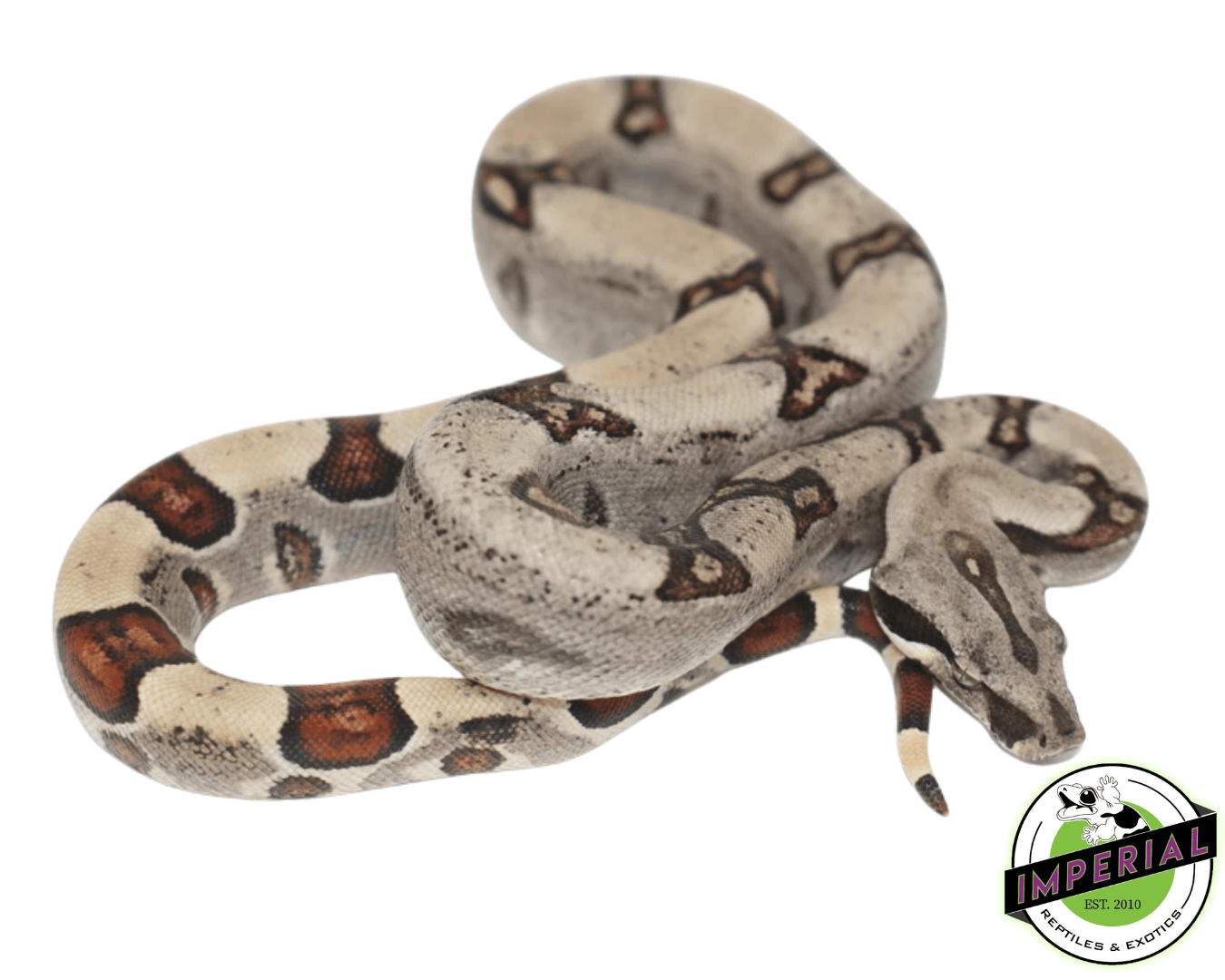 Jungle Colombian Boa Baby