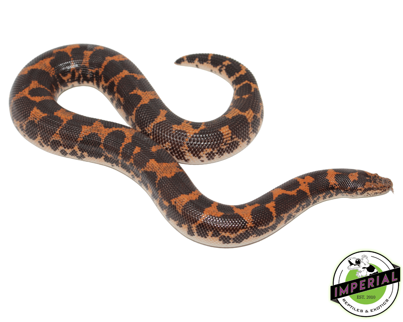 Kenyan Sand Boa Adult — image 2