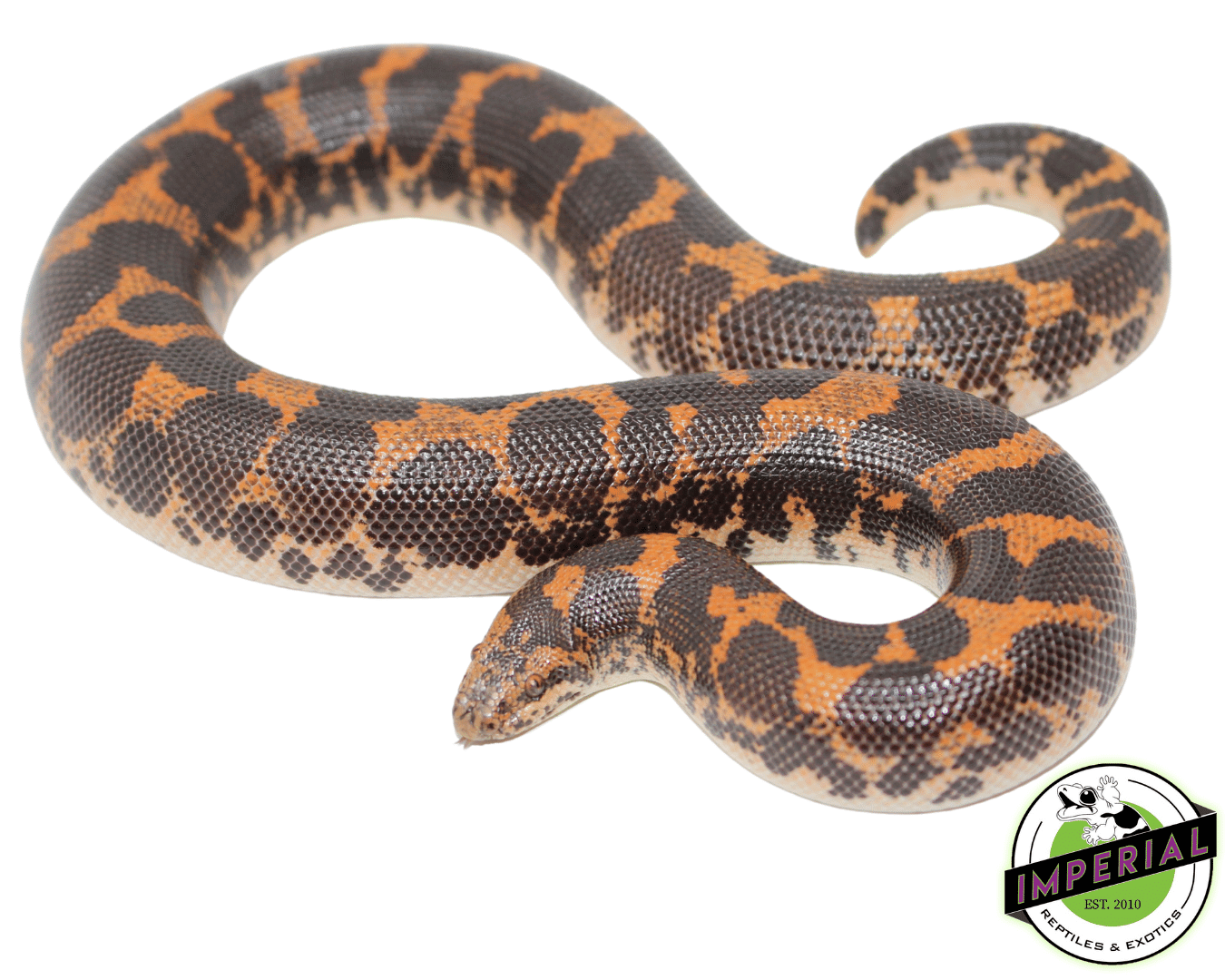 Kenyan Sand Boa Adult