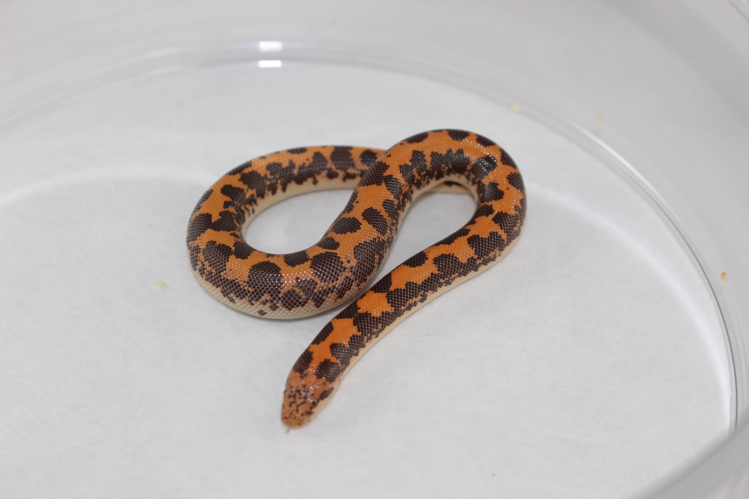 Kenyan Sand Boa Baby — image 2