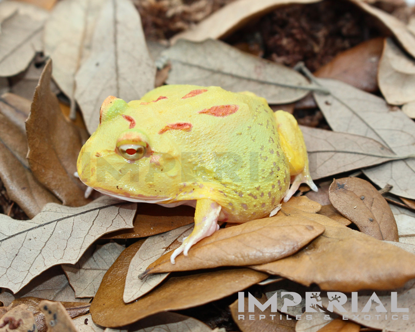 Key-Lime PacMan Frog Baby — image 2