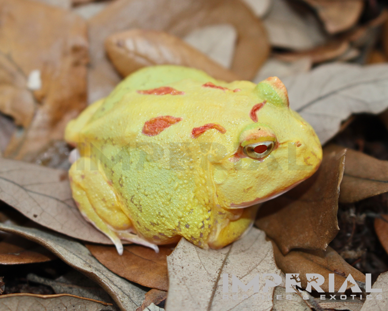 Key-Lime PacMan Frog Baby — image 3
