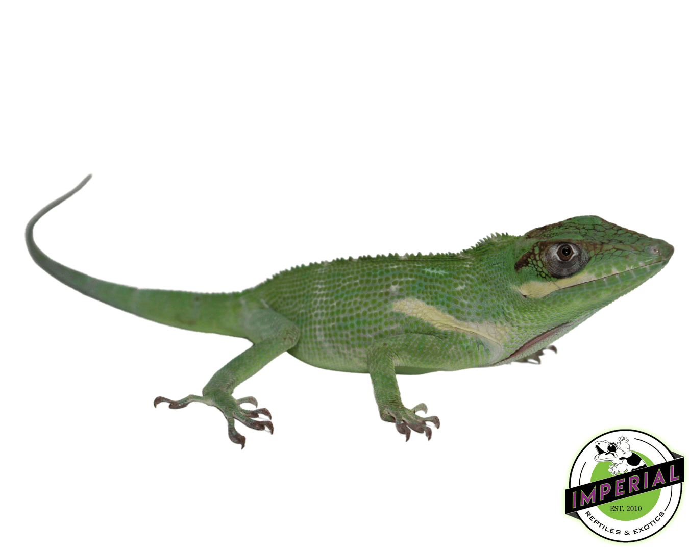 Knight Anole