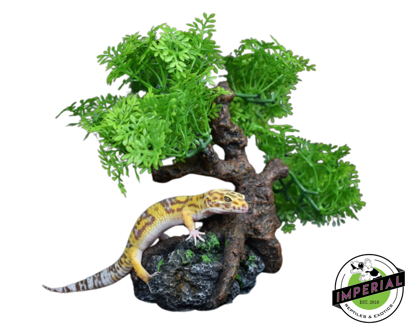 Komodo Bonsai Tree 7 IN — image 2