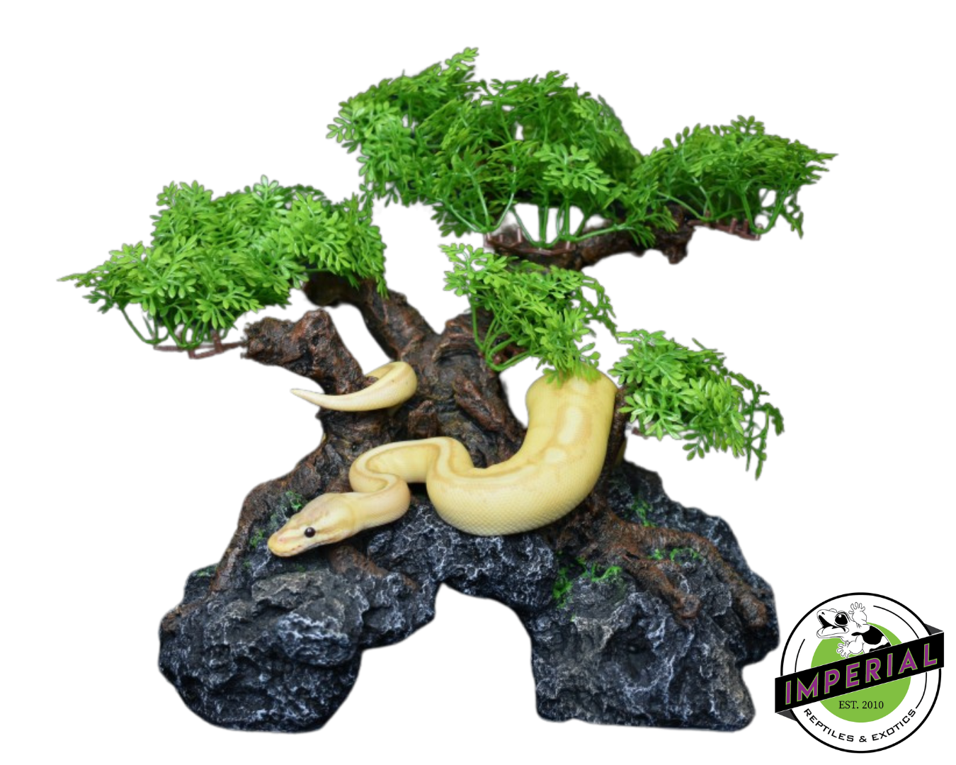 Komodo Bonsai Tree w/ Hide 18 IN — image 2