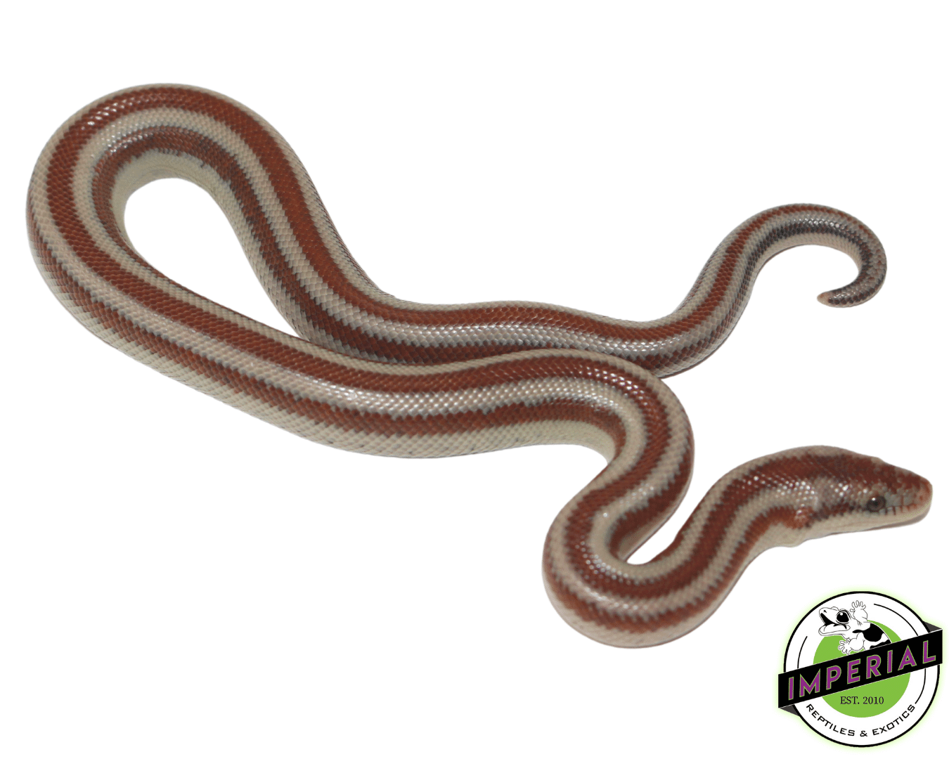 LA Rosy Boa Baby — image 2