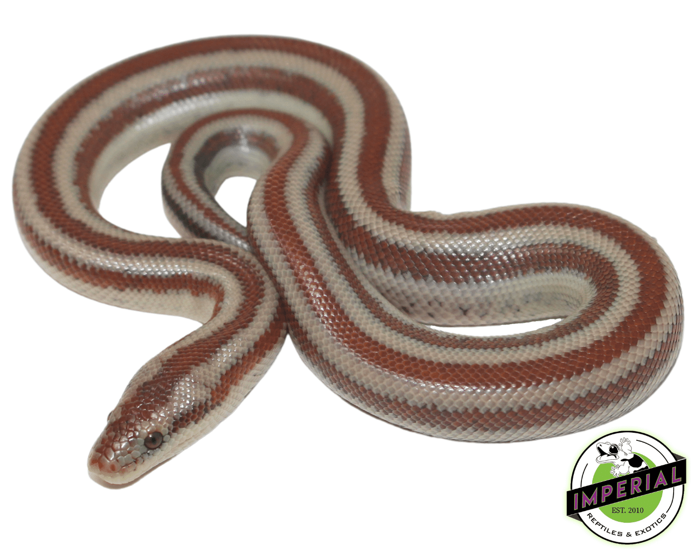 LA Rosy Boa Baby