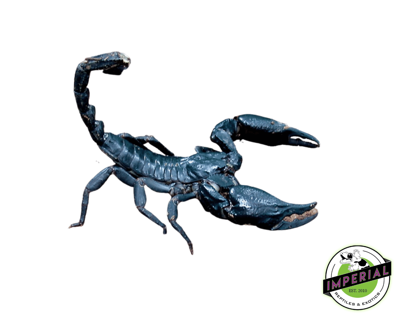 Laotian Black Forest Scorpion (Heterometrus laoticus)