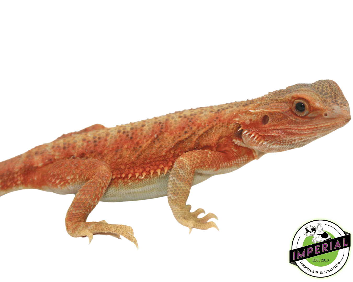 Lava Red Hypo Trans Bearded Dragon — image 3